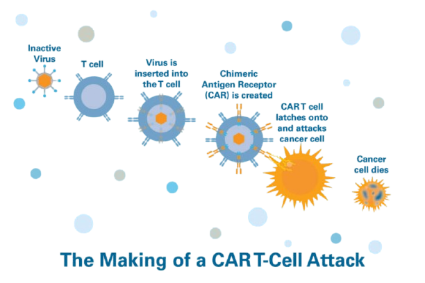 car t cell