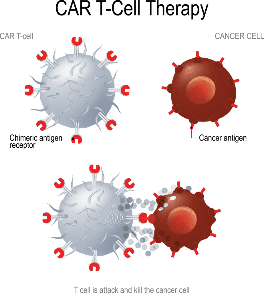cancer cell and car t cell