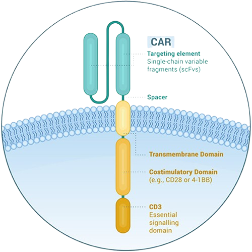 car t cell