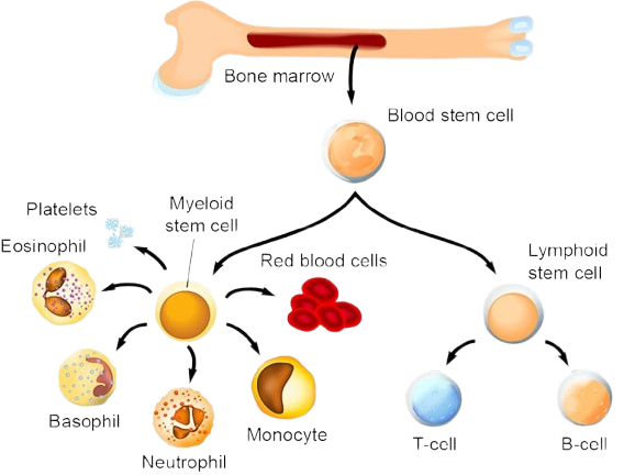 haematopoiesis
