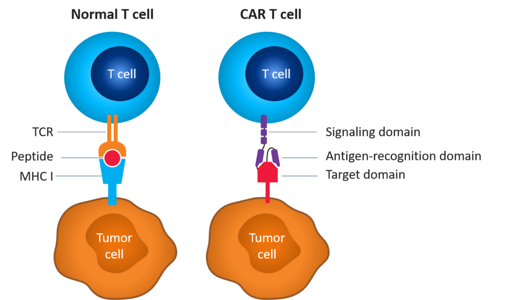 best car t cell therapy experts and best bone marrow transplant center best bmt hospital marengo asia hospital gurugram bmt next