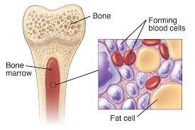 best bone marrow transplant in faridabad in gurugram delhi ncrbmt next